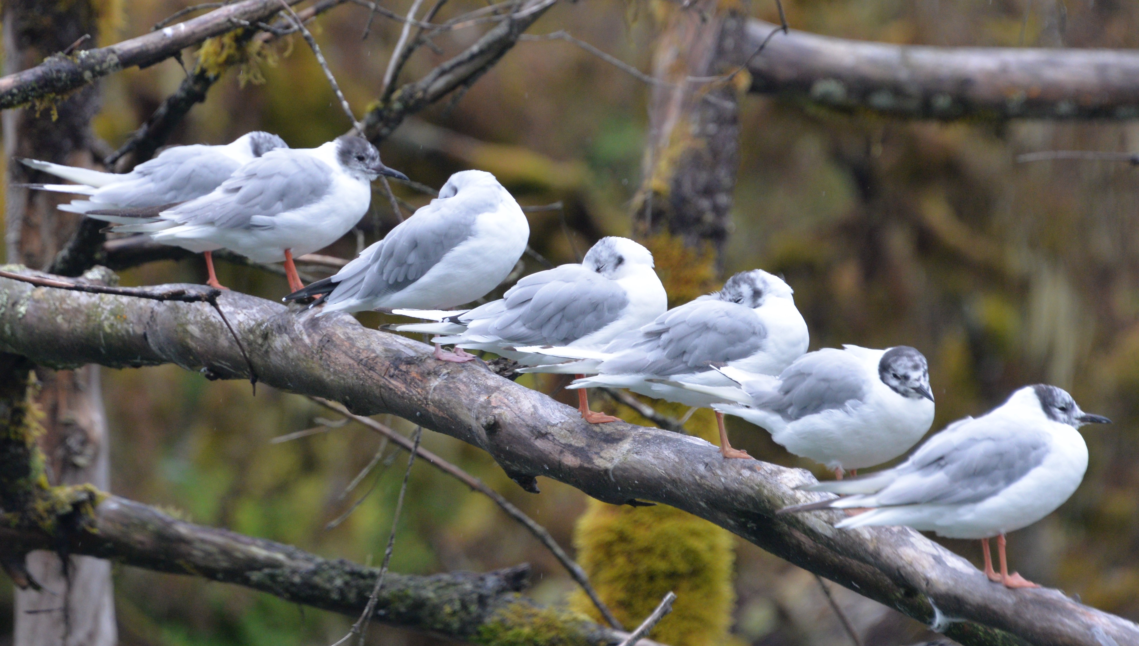 Birds waiting for Recurring Contracts from Marina Mate Yacht Club Invoicing