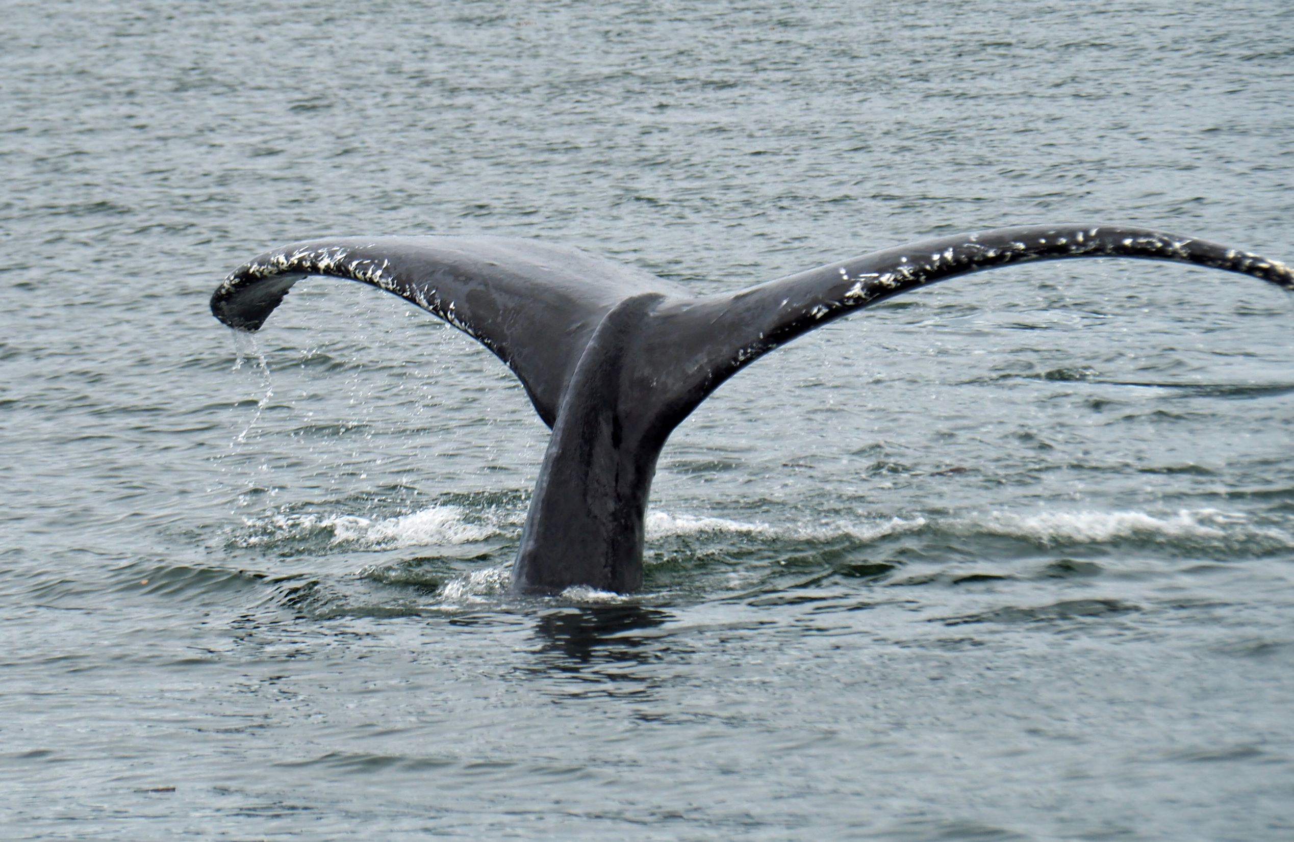 Humpback Whale diving for Marina Mate Moorage Contracts